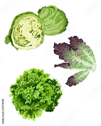 Lettuce