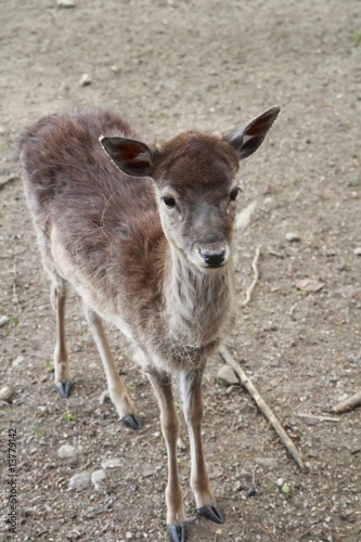 Young deer © Kirill Livshitskiy