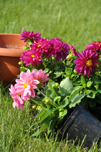 Dahlias and Flowerpot