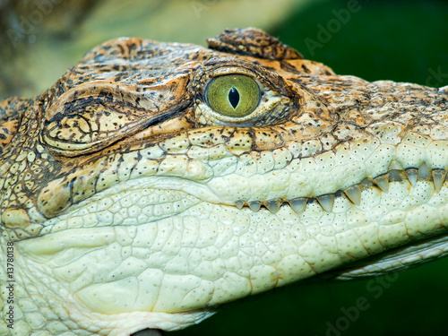 crocodile`s head photo