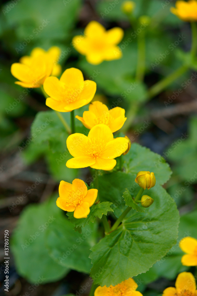 Wild marsh marigold flowers in the spring Wild marsh marigold flowers in the spring