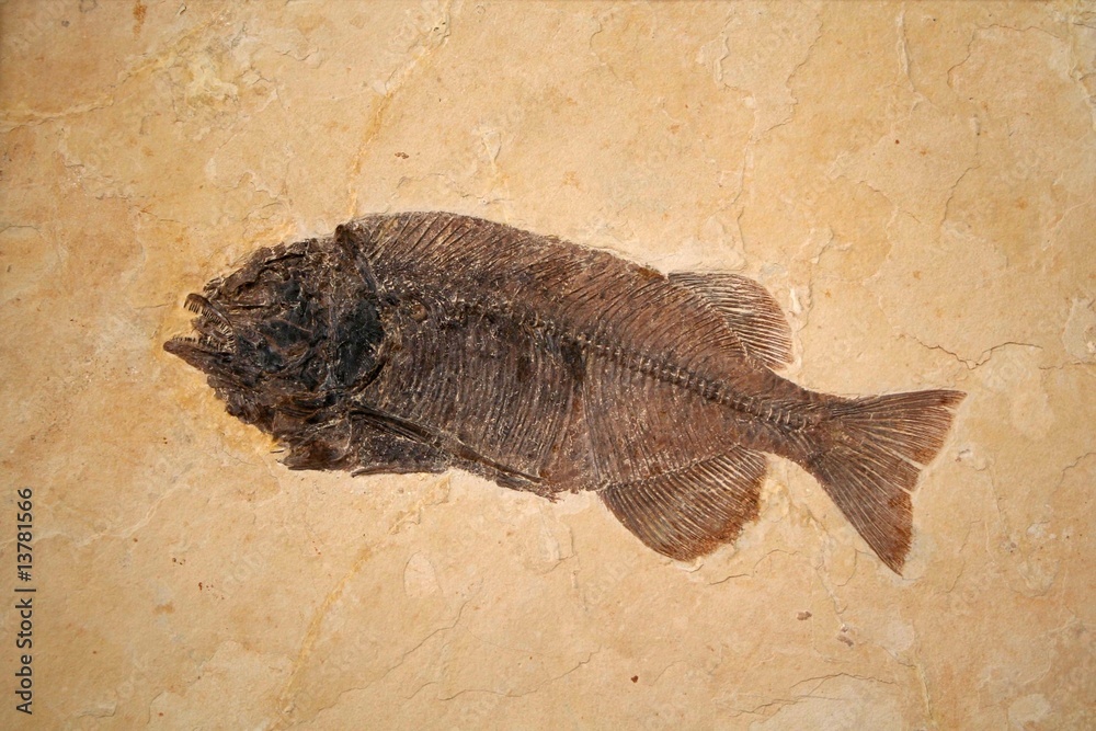 Obraz premium Fossil fish • Phareodus encaustus