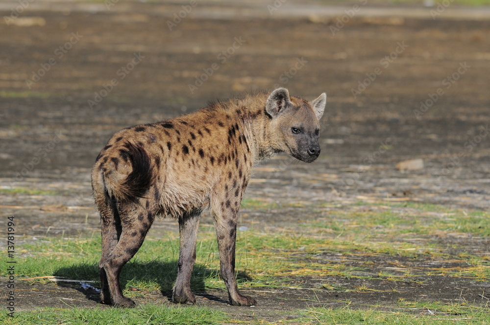 The Spotted Hyena (crocuta crocuta), lake Nakuru, Kenya The Spotted Hyena (crocuta crocuta), lake Nakuru, Kenya