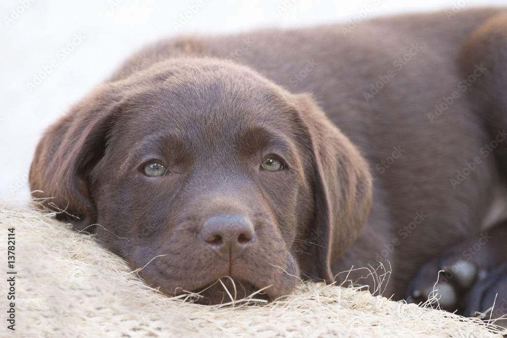 Labrador Welpe Labrador Welpe