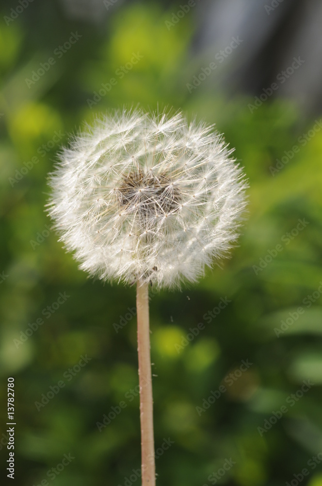 Obraz premium Löwenzahn