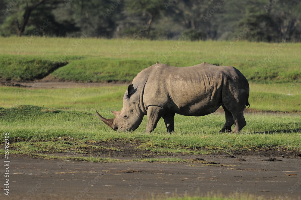 The Rhinoceros (Rhinocerotidae), lake Nakuru, Kenya The Rhinoceros (Rhinocerotidae), lake Nakuru, Kenya