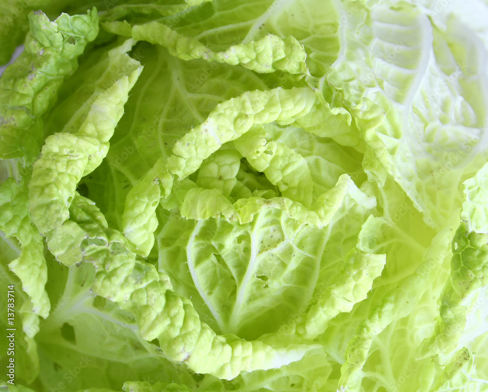 cabbage leaves background. cabbage leaves background.