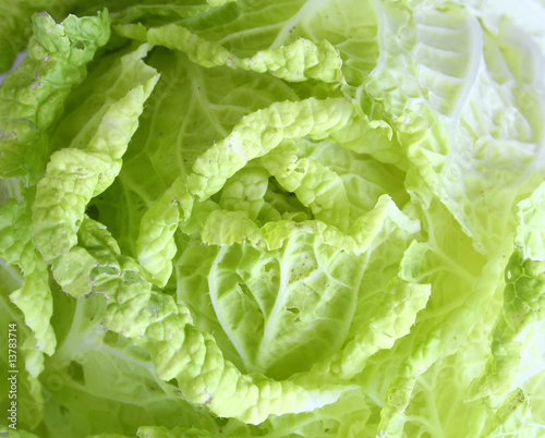 cabbage leaves background.