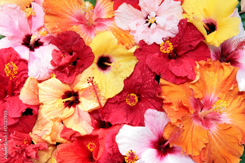 hibiscus flowers © irabel8