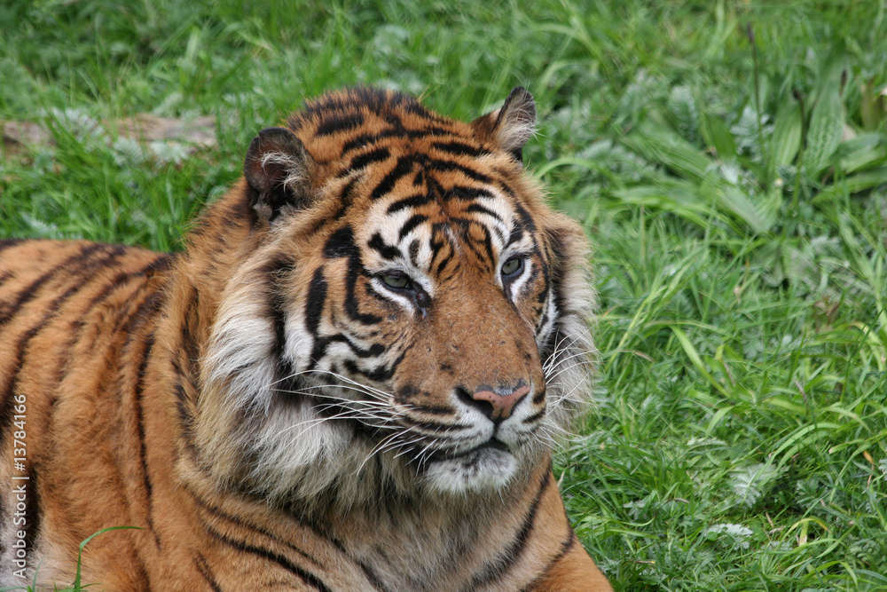 portrait of a sumatran tiger