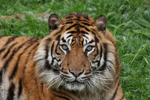 sumatran tiger © fotografie4you.eu
