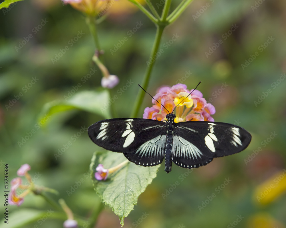 Fototapeta premium White Admiral (Limenitis camilla)