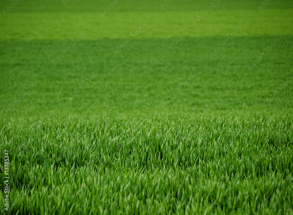 Fresh young wheat Fresh young wheat