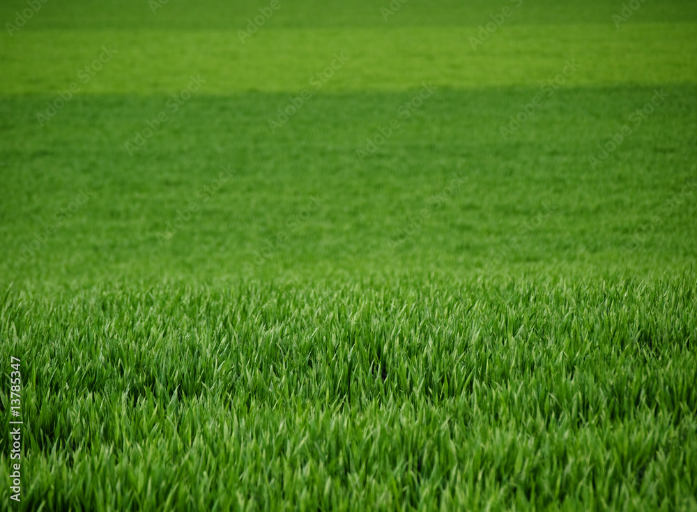 Fresh young wheat