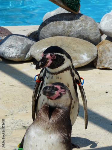 couple de manchots photo