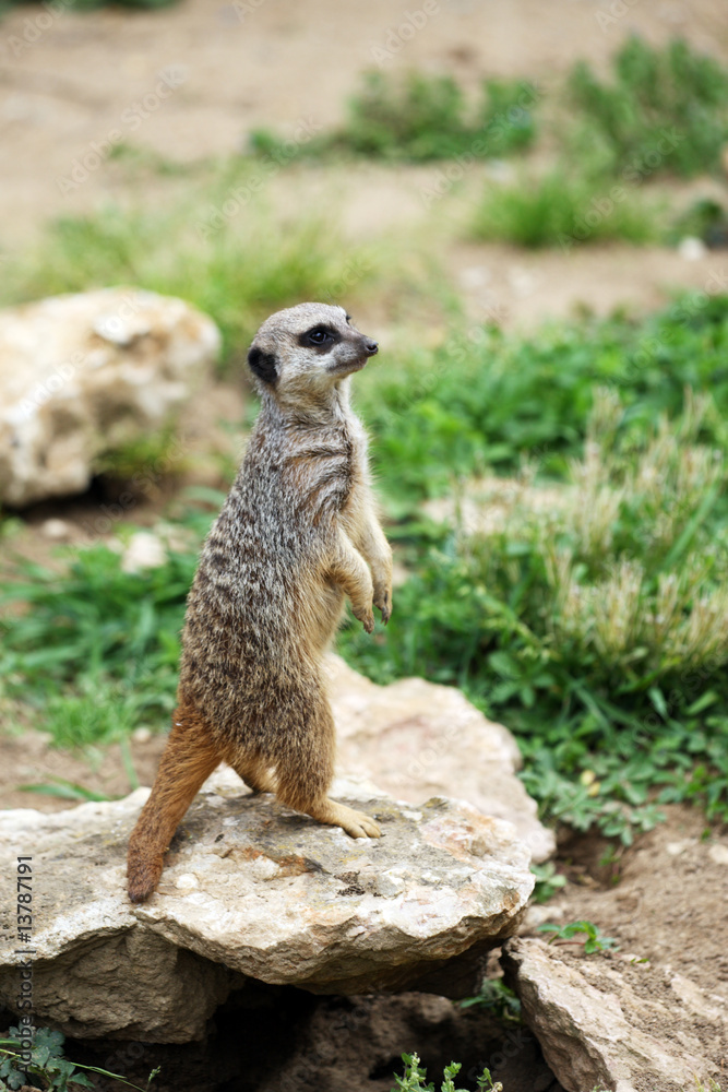 suricate suricate
