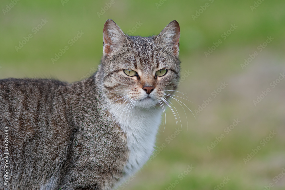 cute cat in grass