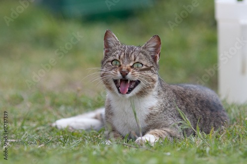 cute cat in grass © Bogdan Vasilescu