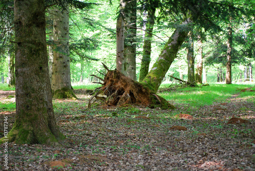 Cuadro en lienzo arbre déraciné