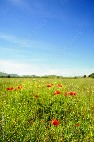 Summertime with poppies