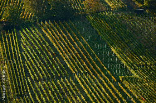 Vineyards in Slovenia in autumn