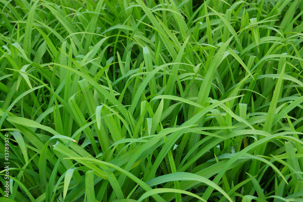 green grass green grass