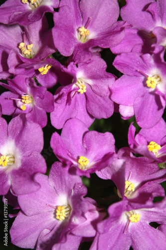 Violet flowers.