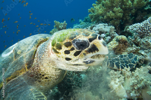 Turtle with mouth full of coral