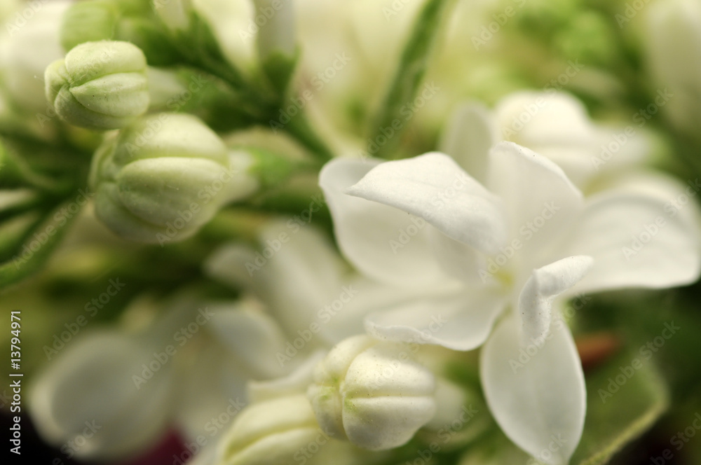 Obraz premium lilac