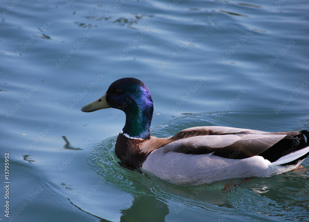 Fototapeta premium Canard Col vert
