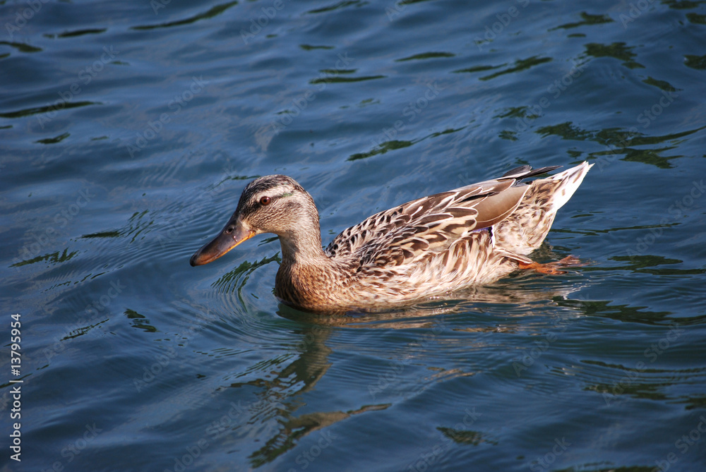 Canard gros plan Canard gros plan