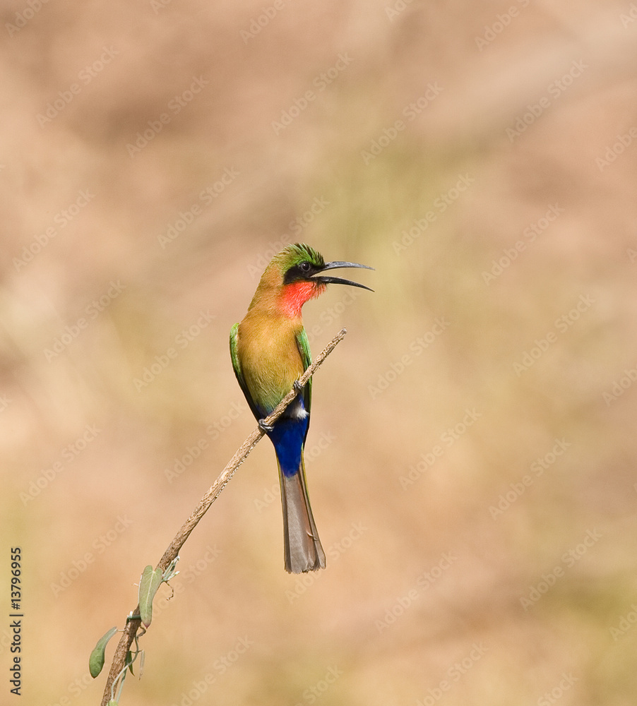 Red-throated Bee-eater in Senegal