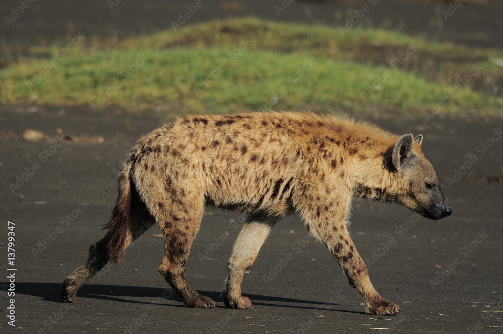 Obraz premium The Spotted Hyena (crocuta crocuta), lake Nakuru, Kenya