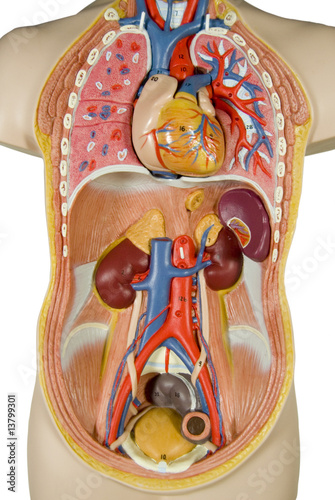 internal organs, human body
