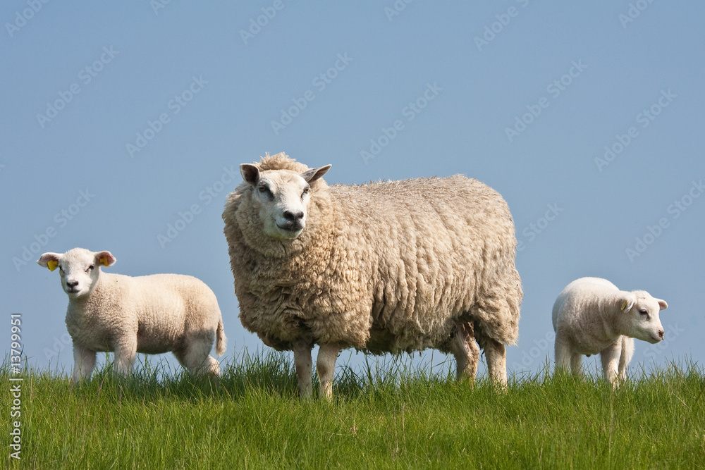 Sheep wit lambs