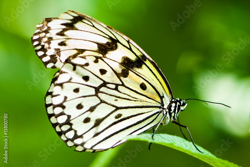 white tree nymph butterfly