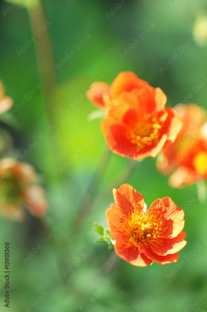 Fototapeta premium rote blumen