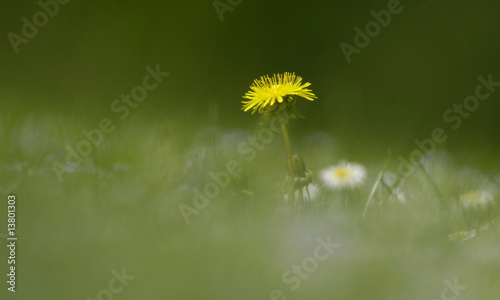 Löwenzahn auf der grüne Wiese photo