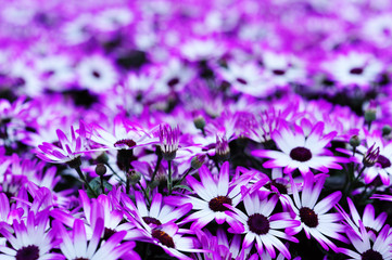 Sierkussen Paars Chrysantenbloemen in zachte tinten  © ER09