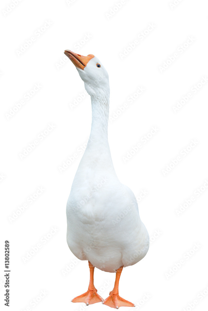 Naklejka premium white goose (isolated)