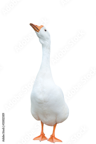 Obraz na plátne white goose (isolated)