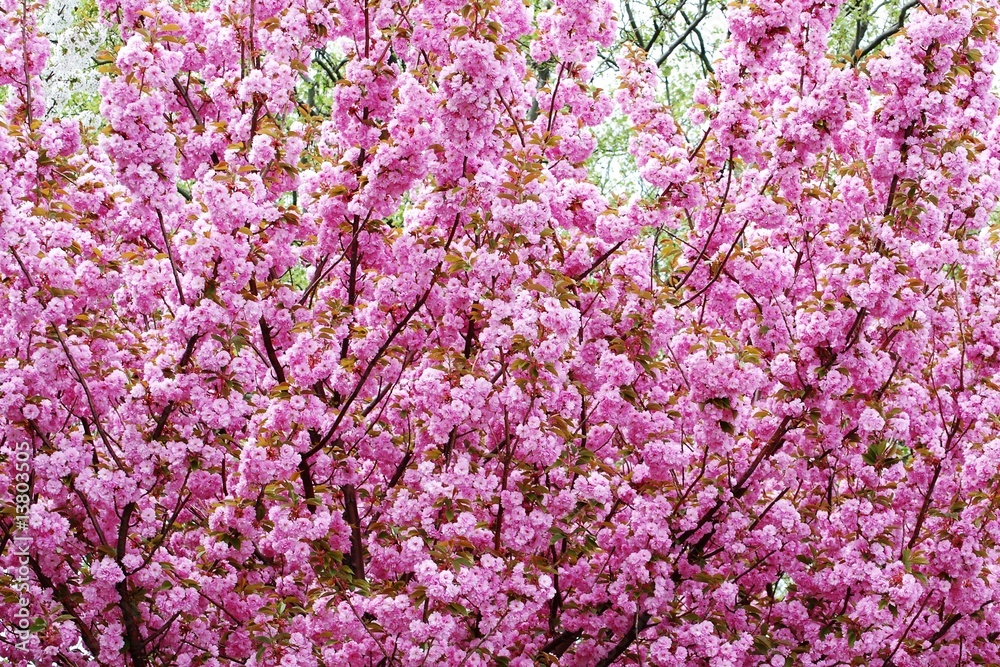 Cheery blossom on Liberty Island, New York City Cheery blossom on Liberty Island, New York City