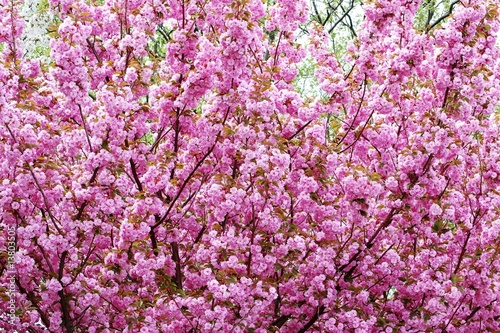 Cheery blossom on Liberty Island   New York City