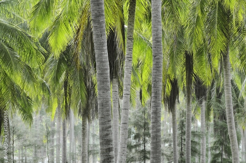 Coconut plantation