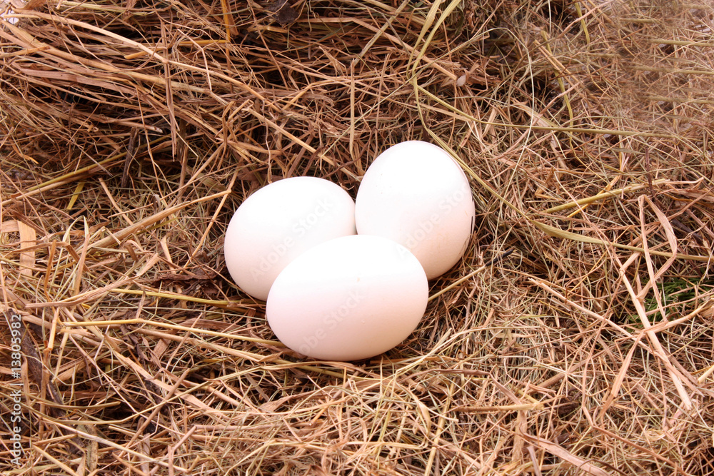 Eggs on the  hay