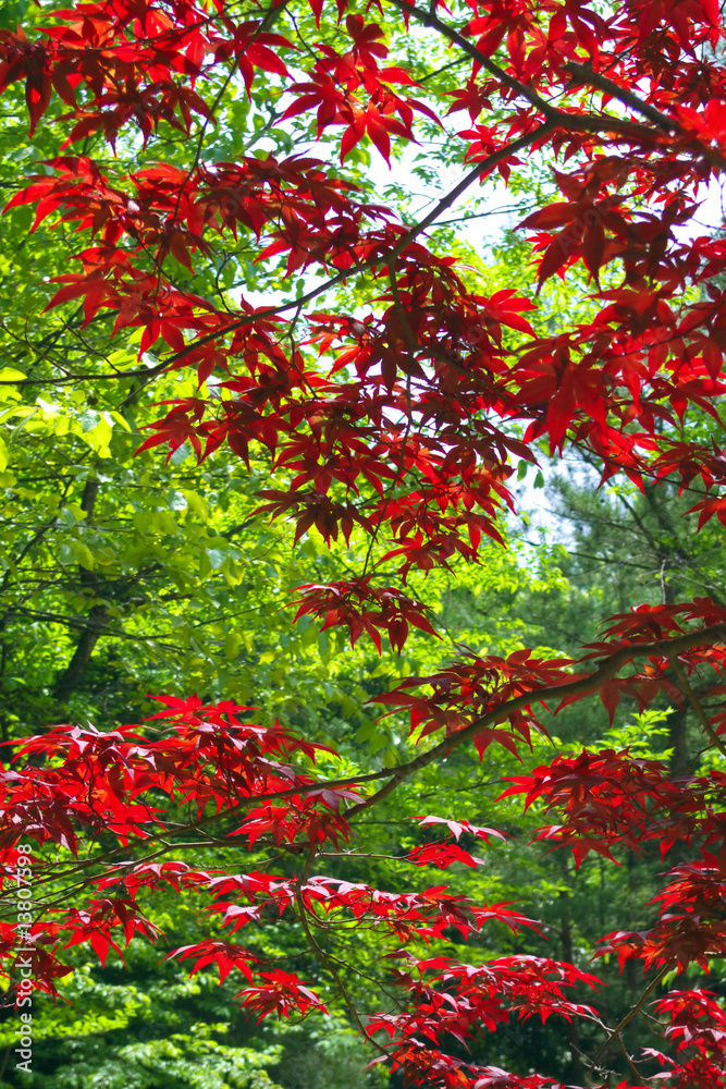 紅葉 紅葉