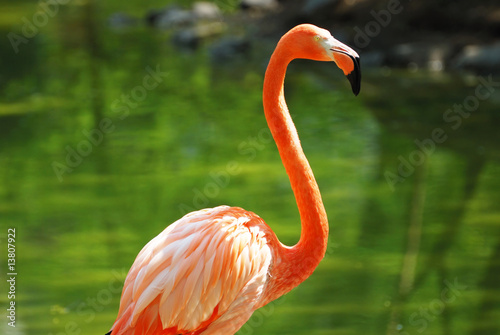 flamingo on the water background