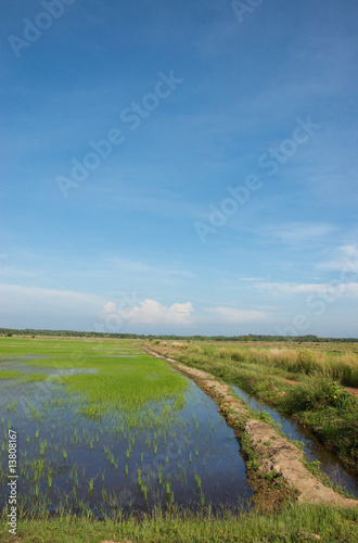 beautiful rice field or padi field with blue sky