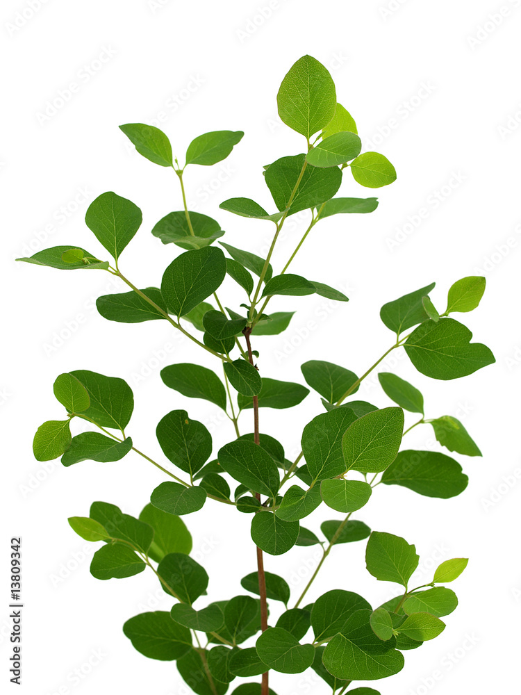 green plant green plant