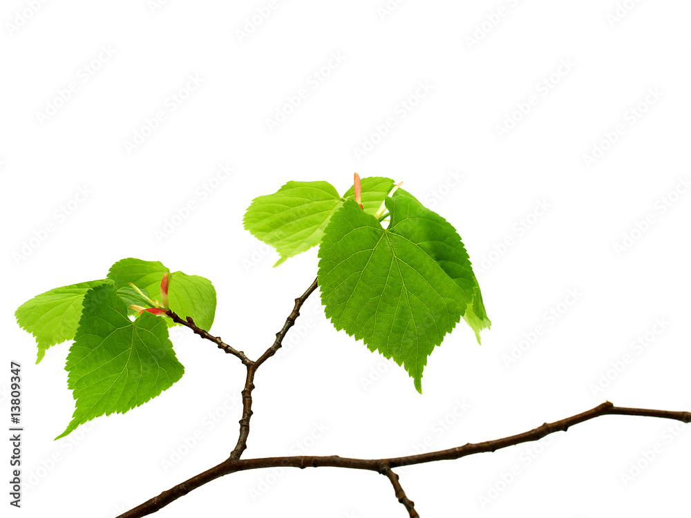 Fototapeta premium green leaves